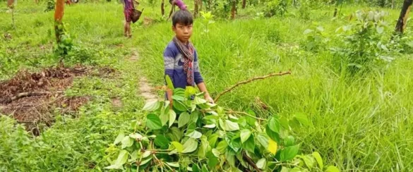 রাতের আঁধারে কেটে ফেলা হলো পানজুম, নিঃস্ব পাঁচ খাসি পরিবার